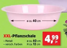 Thomas Philipps XXL-Pflanzschale Angebot
