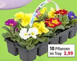 Thomas Philipps 10 Pflanzen im Tray Angebot