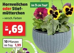 Thomas Philipps Hornveilchen Topf oder Stief mütterchen Angebot