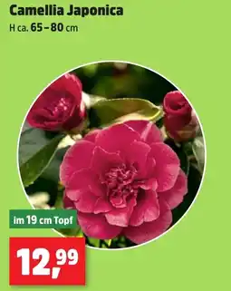 Thomas Philipps Camellia Japonica Angebot