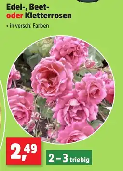 Thomas Philipps Edel-, Beet oder Kletterrosen Angebot