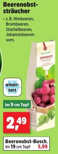 Thomas Philipps Beerenobst sträucher Angebot