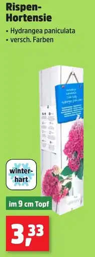 Thomas Philipps Rispen Hortensie Angebot