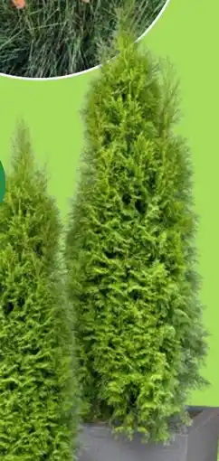 Thomas Philipps Thuja Brabant H ca. 60-80 cm Angebot