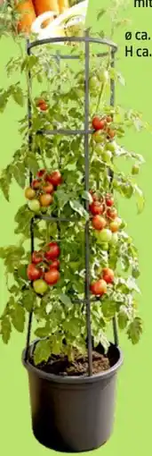 Thomas Philipps Tomaten pflanz topf Angebot