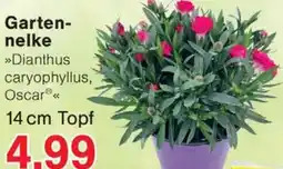 Wiglo Wunderland Gartennelke Angebot