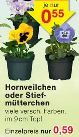 Wiglo Wunderland Hornveilchen oder Stiefmütterchen Angebot