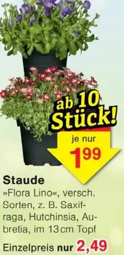 Wiglo Wunderland Staude Angebot