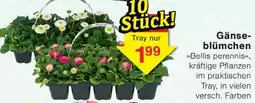 Wiglo Wunderland Gänseblümchen Angebot