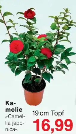 Wiglo Wunderland Kamelie Angebot