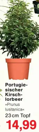 Wiglo Wunderland Portugiesischer Kirschlorbeer Angebot