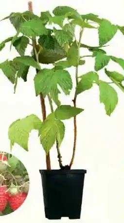 Wiglo Wunderland Beerenobst Angebot