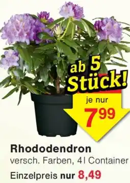 Wiglo Wunderland Rhododendron Angebot