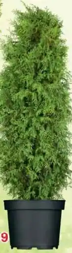 Wiglo Wunderland Lebensbaum Brabant Angebot