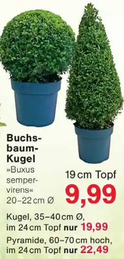 Wiglo Wunderland Buchsbaum Kugel Angebot