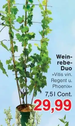 Wiglo Wunderland Weinrebe Duo Angebot