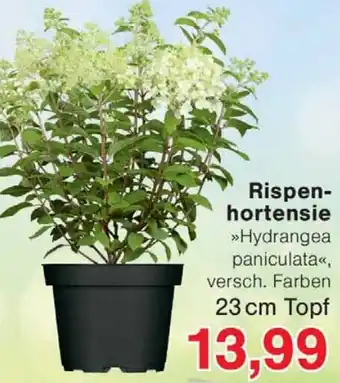 Wiglo Wunderland Rispenhortensie Angebot