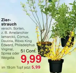 Wiglo Wunderland Zierstrauch Angebot