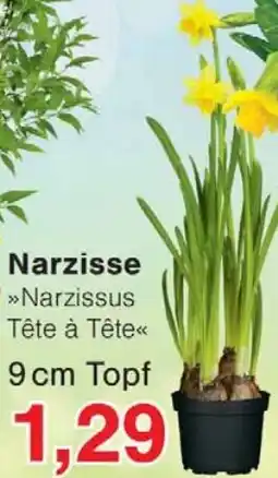 Wiglo Wunderland Narzisse Angebot