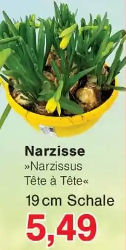Wiglo Wunderland Narzisse Angebot