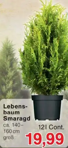 Wiglo Wunderland Lebensbaum Smaragd Angebot