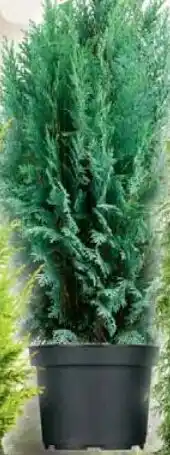 Wiglo Wunderland Blaue Säulenzypresse Angebot