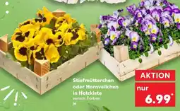 Kaufland Stiefmütterchen oder Hornveilchen in Holzkiste Angebot