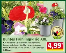 Norma Buntes Frühlings-Trio XXL Angebot