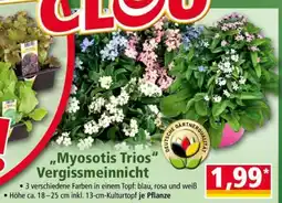 Norma „Myosotis Trios“ Vergissmeinnicht Angebot