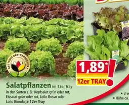 Norma Salatpflanzen Angebot