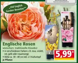 Norma Englische Rosen Angebot
