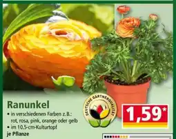 Norma Ranunkel Angebot