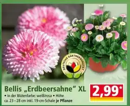 Norma Bellis „Erdbeersahne“ XL Angebot