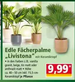 Norma Edle Fächerpalme „Livistona“ Angebot