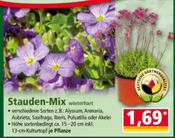 Norma Stauden-Mix Angebot