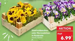 Kaufland Stiefmütterchen oder Hornveilchen Angebot