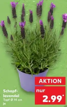 Kaufland Schopf lavendel Angebot