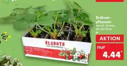 Kaufland Erdbeer- pflanzen Angebot