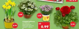 Kaufland Frühjahrspflanze Angebot