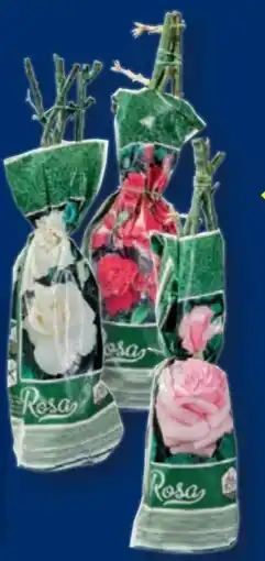 Lidl Edelrosen Angebot