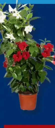 Lidl Dipladenia-Pyramide Angebot