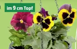 Thomas Philipps Hornveilchen Angebot