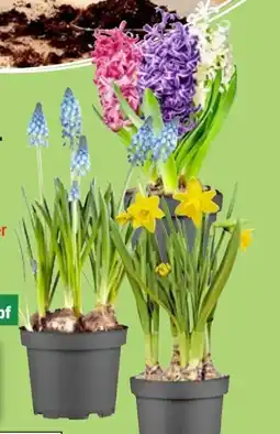 Thomas Philipps Blumenzwiebel-Mix Angebot