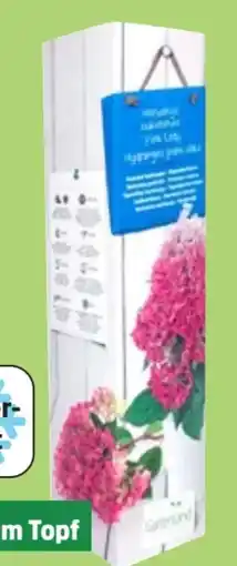 Thomas Philipps Rispenhortensie Angebot