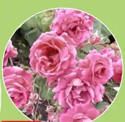 Thomas Philipps Edelrosen Rosa Angebot