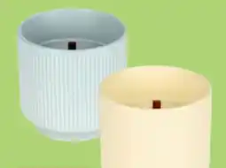 Thomas Philipps Citronella-Kerzen Angebot