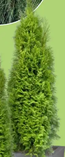 Thomas Philipps Thuja Brabant Angebot