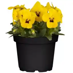 toom Baumarkt Hornveilchen Angebot