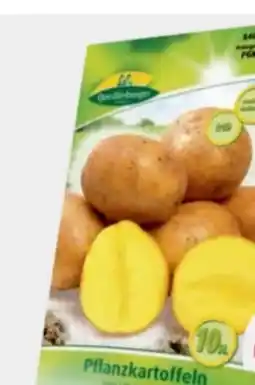 B1 Discount Baumarkt Quedlinburger Pflanzkartoffeln Gala Angebot