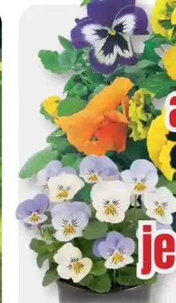 B1 Discount Baumarkt Hornveilchen Angebot